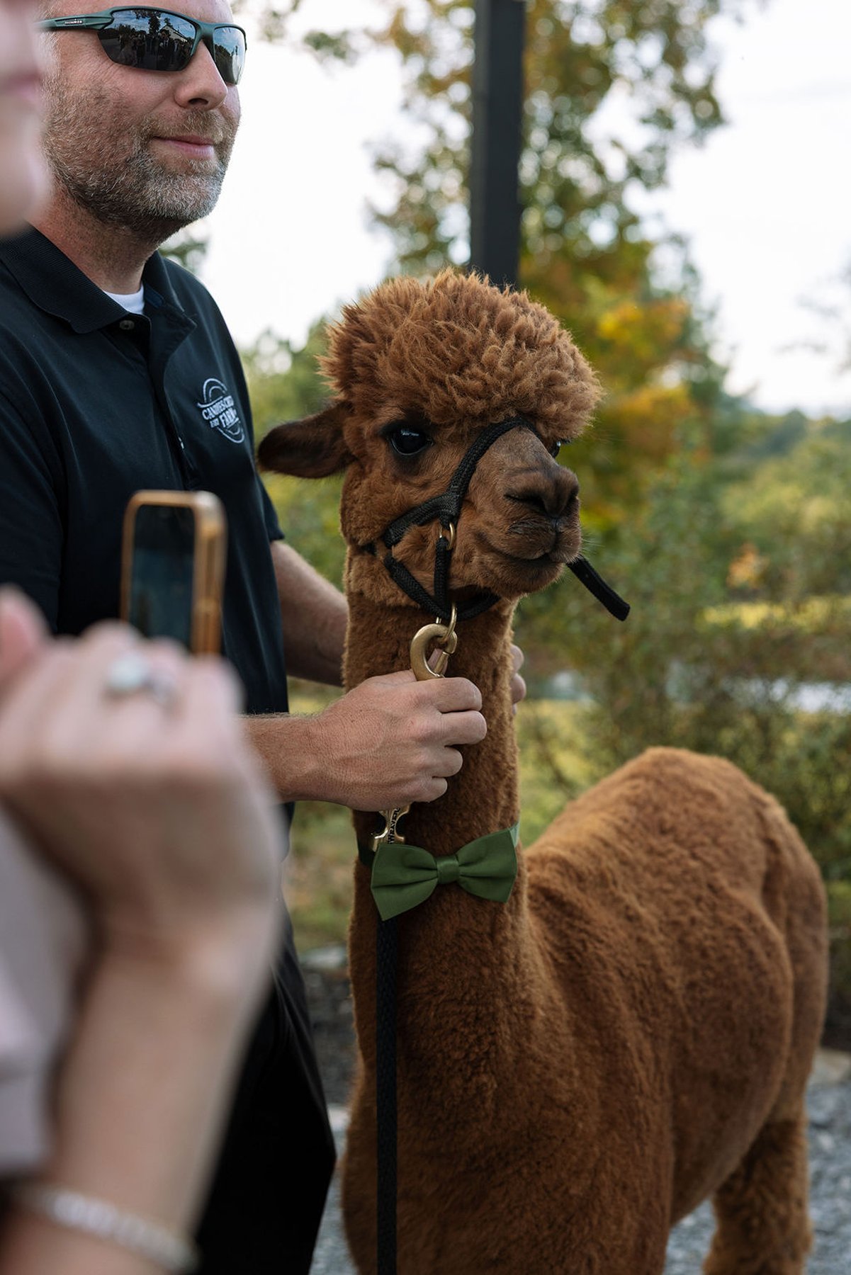 Guest holding alpaca with green bow tie during outdoor wedding moment