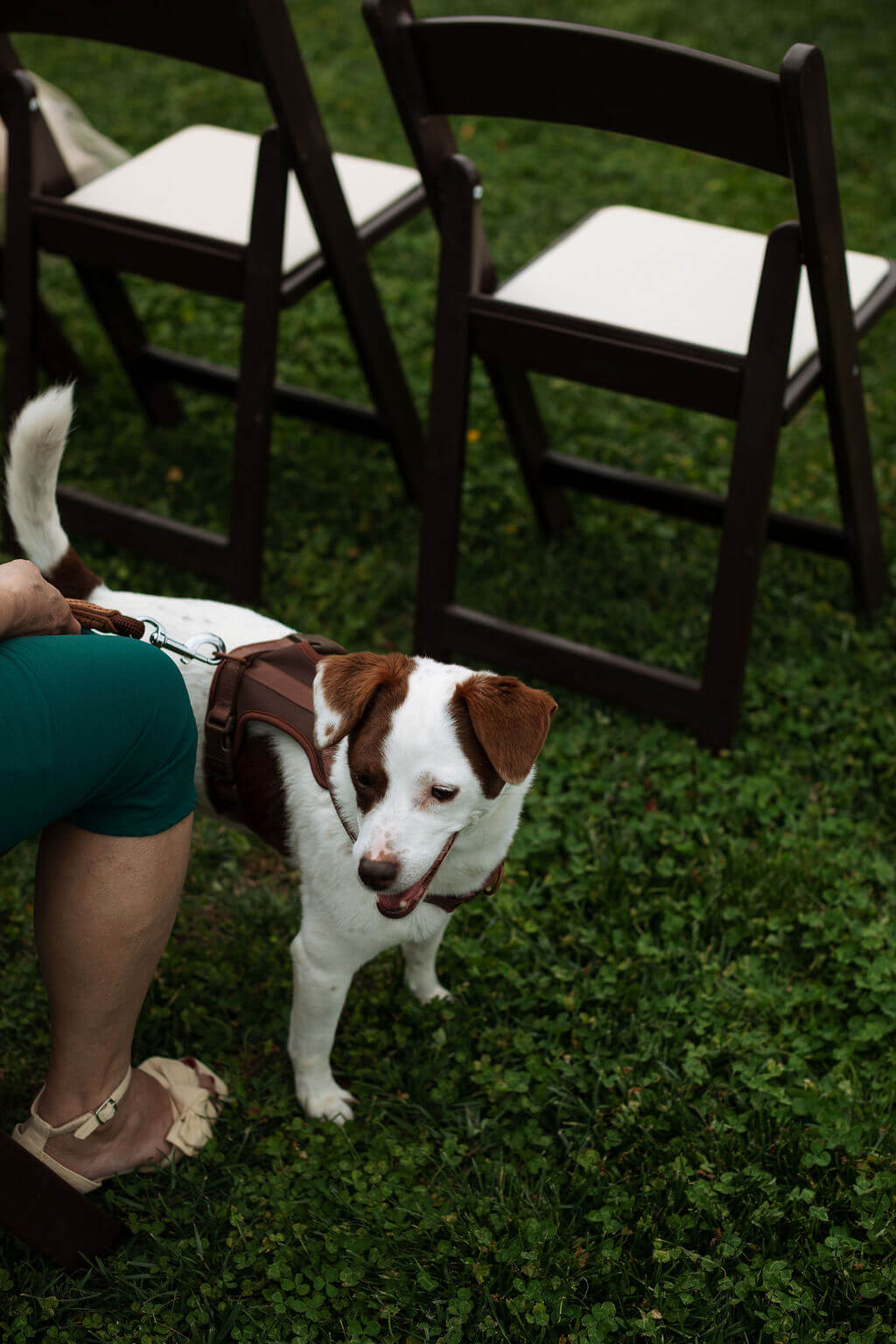 Small white and brown dog stands on a leash beside a seated guest during an outdoor wedding ceremony.