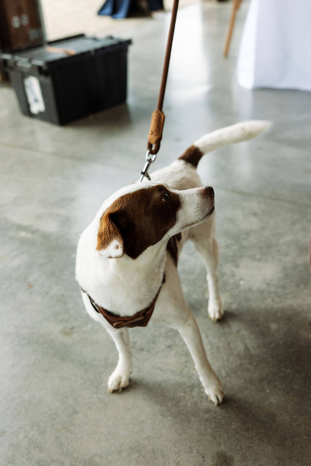 Small white and brown dog stands on a leash on the concrete floor of a wedding venue.
