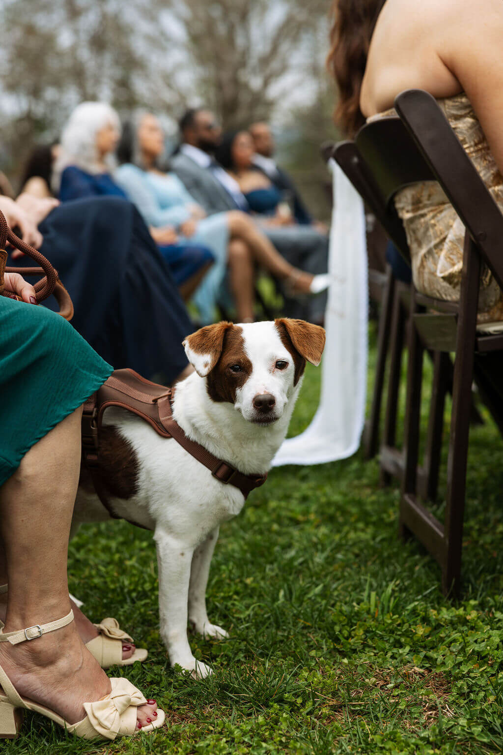 Small white and brown dog looks toward the camera while standing beside chairs at an outdoor wedding ceremony.