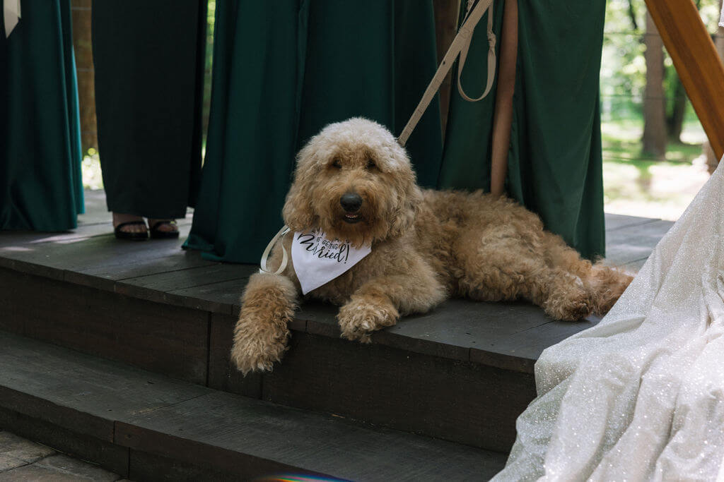 Fluffy tan dog lies on wooden ceremony steps wearing a “My Humans Are Married” wedding bandana.