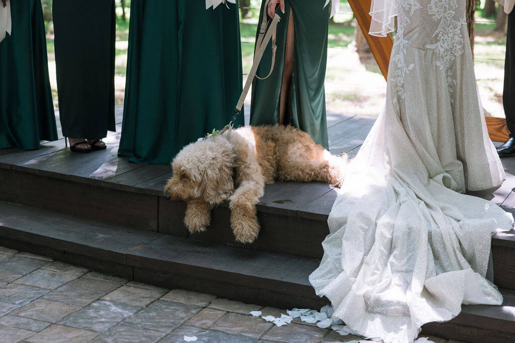 Fluffy tan dog rests on wooden ceremony steps beside the bride’s wedding dress and attendants in dark green gowns.