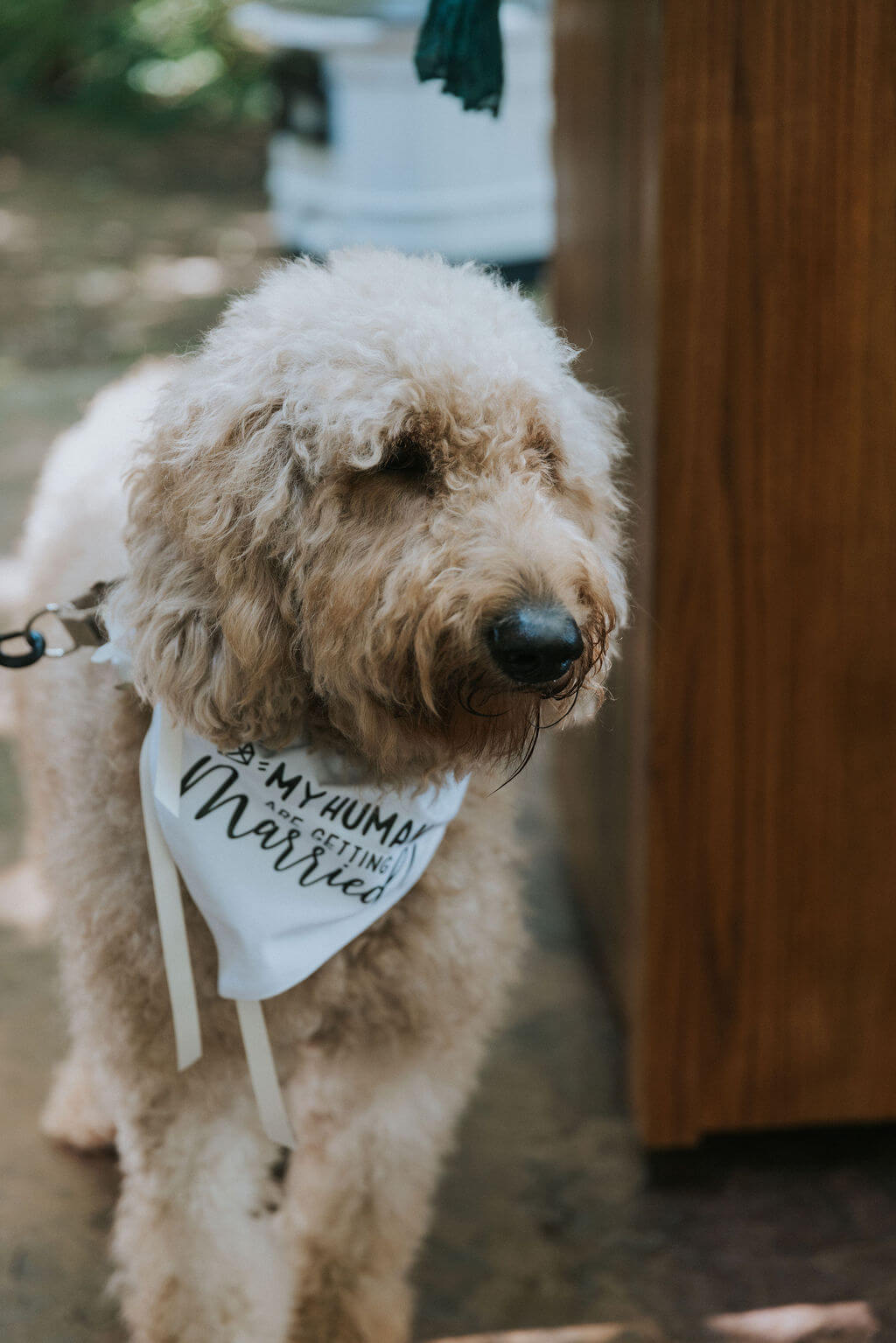 Close-up portrait of a fluffy tan dog wearing a white “My Humans Are Married” wedding bandana.