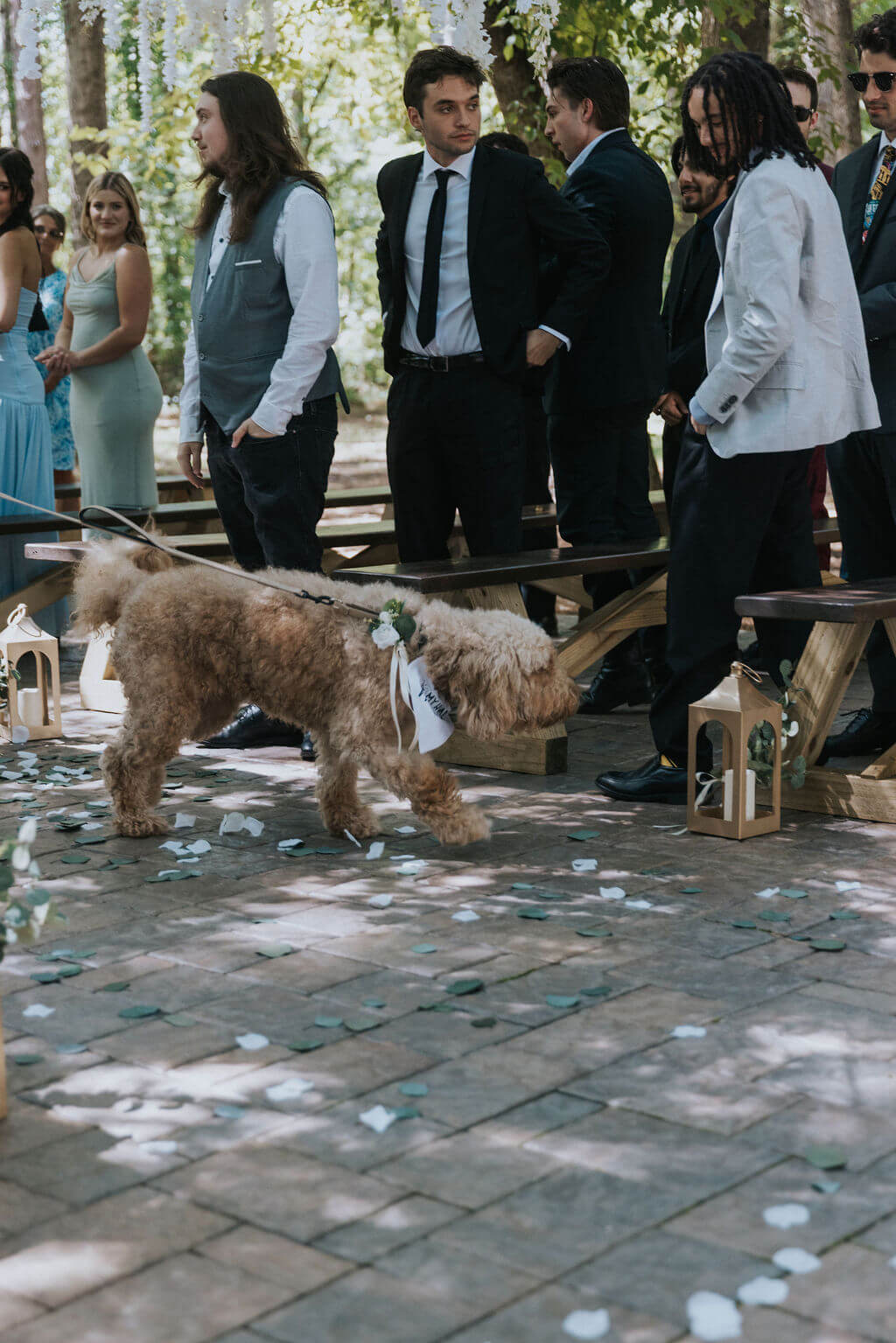 Fluffy tan dog walks through a woodland wedding ceremony surrounded by guests and wooden benches.